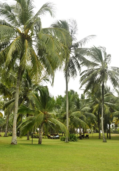 Palmeras en un resort en la costa — Foto de Stock