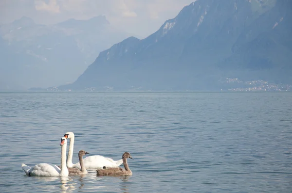 Cigni con cigni neonati nel lago di Ginevra — Foto Stock