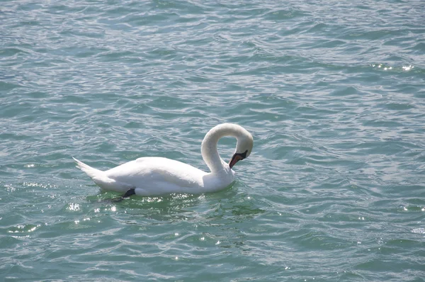 Um belo cisne — Fotografia de Stock