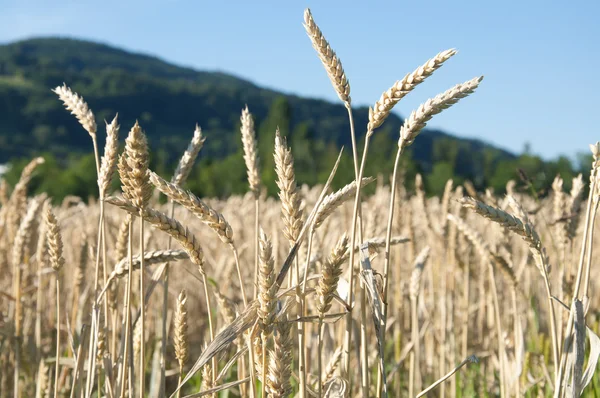 Vetefält — Stockfoto