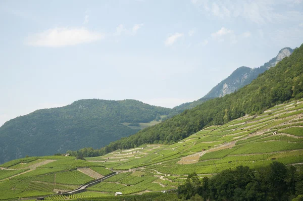 Vingårdar i Schweiz en sommardag — Stockfoto