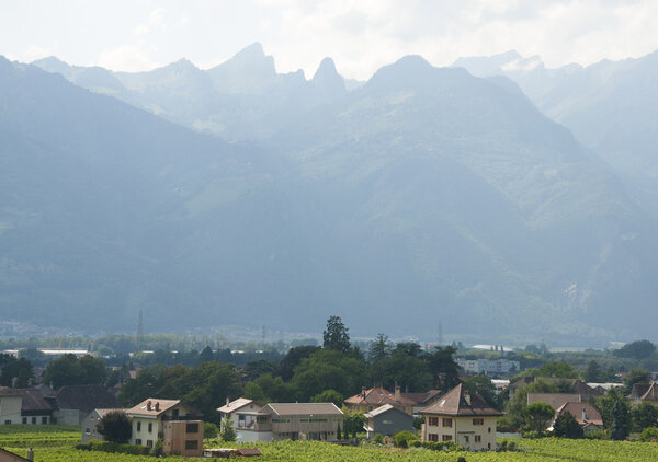 Houses amidst Vineyards
