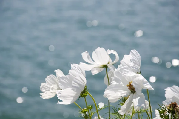 Cosmo Bianco in una giornata ventosa — Foto Stock