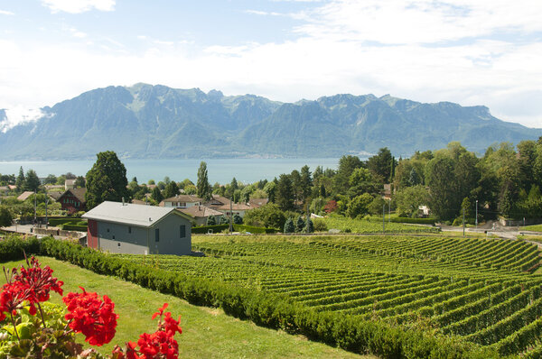 Houses and Geraniums amidst Vineyards