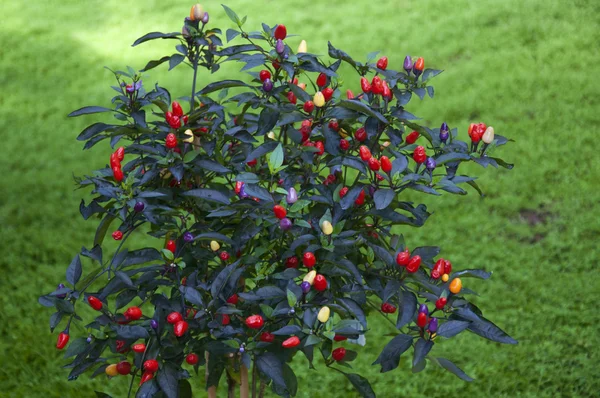 Capsicum Annuum — Stock Photo, Image