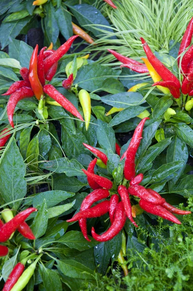 Capsicum Annuum — Stock Photo, Image