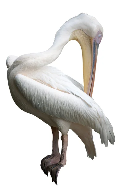 Preening Pelican Isolado em Branco — Fotografia de Stock