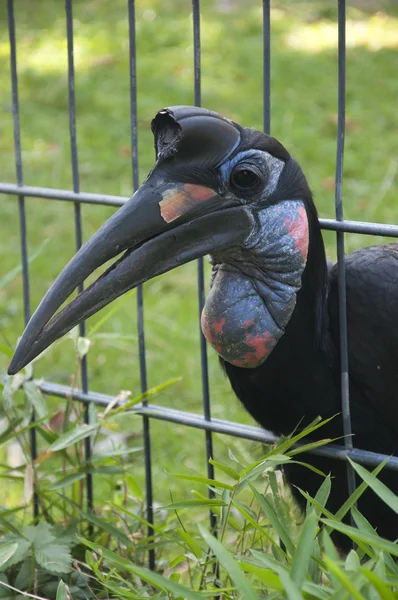 Abyssinian Ground Hornbill — Stock Photo, Image