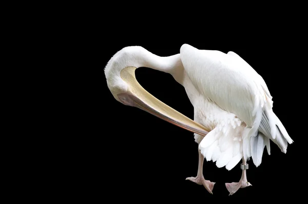 Siyah üzerine izole gagasını temizlemekte Pelikan — Stok fotoğraf