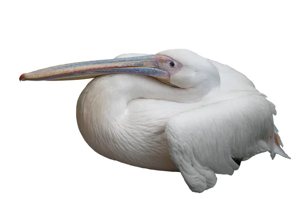 Pelican sova — Stockfoto