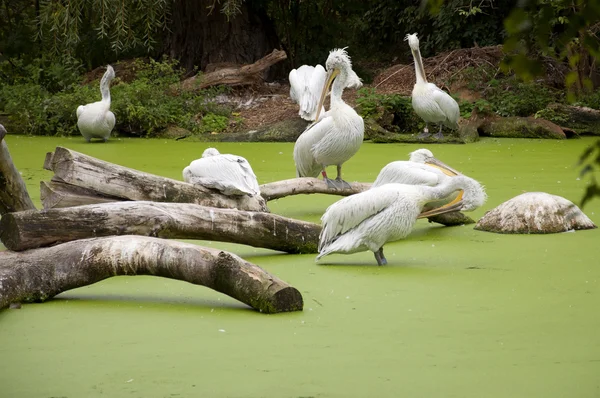 Preening pelikaner — Stockfoto