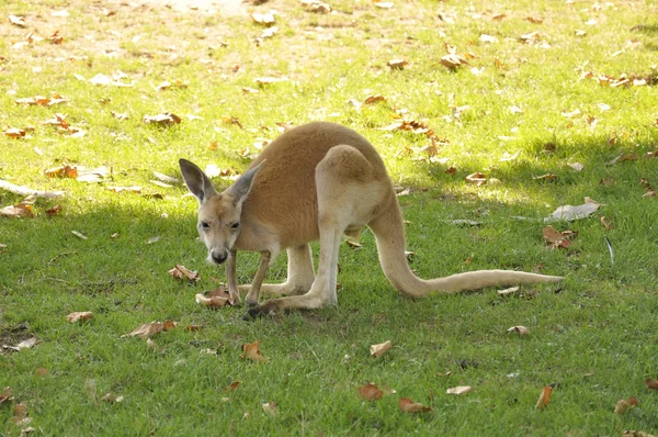 En röd känguru Royalty Free Stock Fotografie