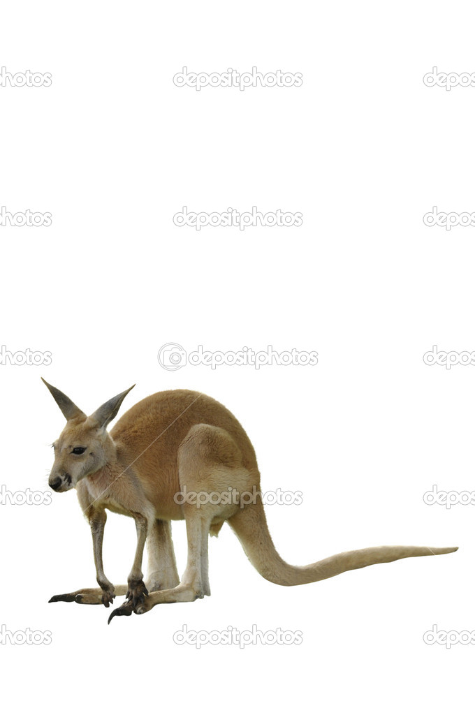 A Red Kangaroo Isolated