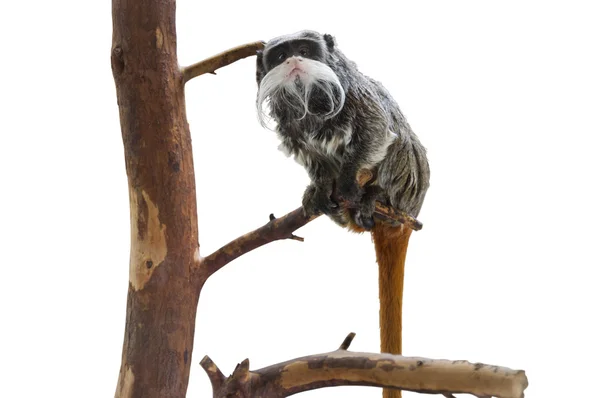 Isolated Emperor Tamarin, Monkey with a Mustache — Stock Photo, Image