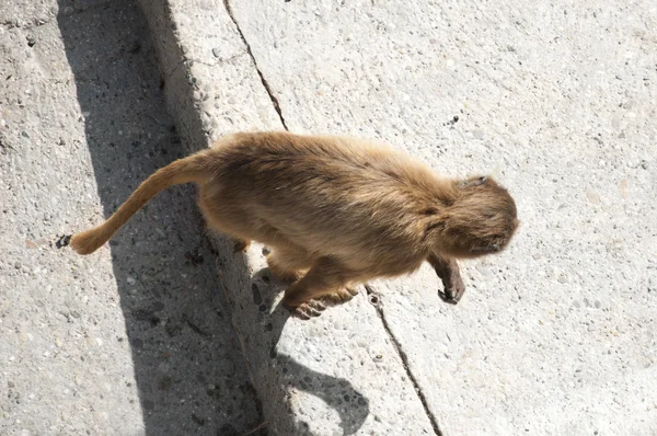 Aziatische aap klimmen de trap — Stockfoto