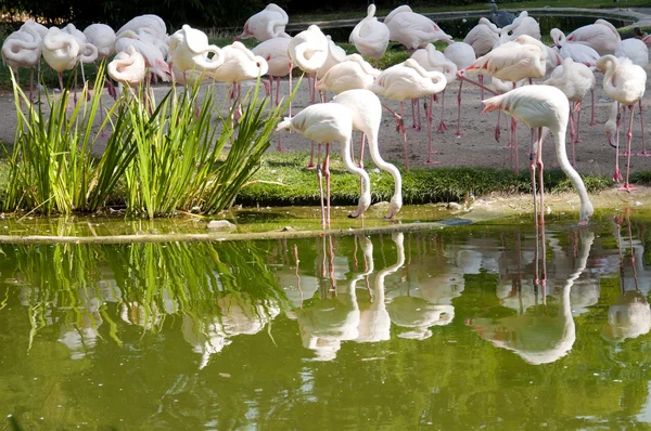 Flamingo sürüsü — Stok fotoğraf