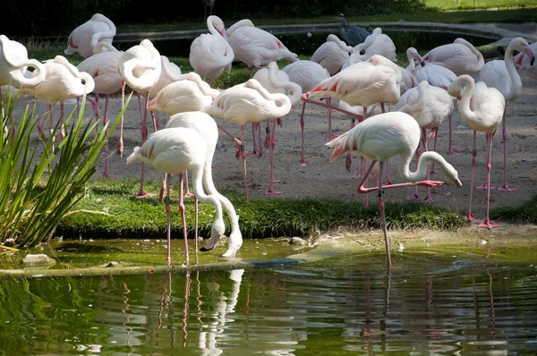 Flock av flamingos — Stockfoto