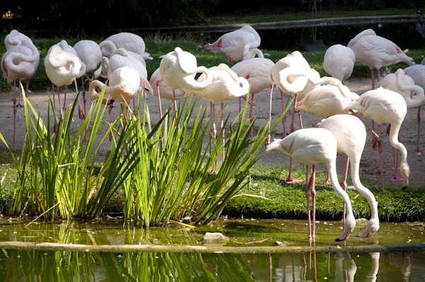 Troupeau de flamants roses — Photo