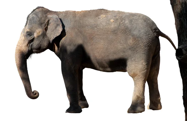 Isolated Asian Elephant — Stock Photo, Image