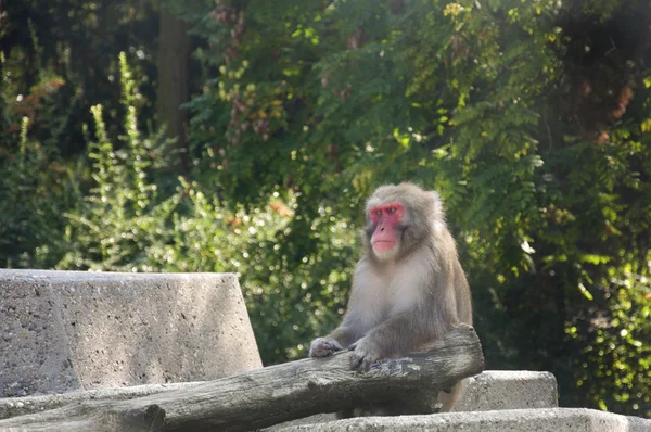 Asian Monkey — Stock Photo, Image