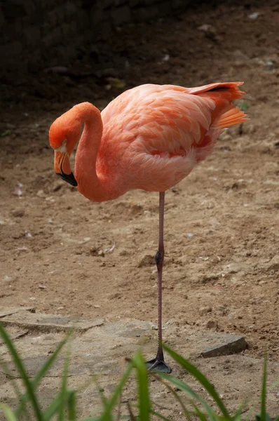 Amerikanska flamingo — Stockfoto