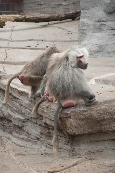 Baboons Cleaning Each Other — Stock Photo, Image