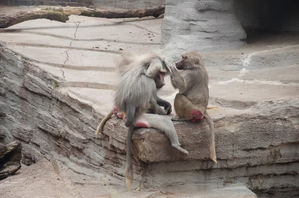 Бабуины очищают друг друга — стоковое фото