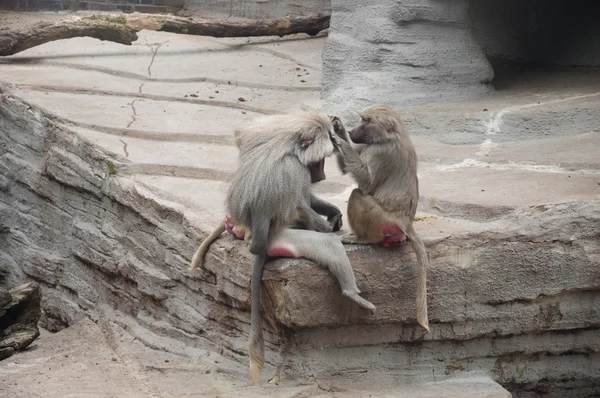 Babianer rengöring varandra — Stockfoto