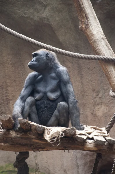 Female Gorilla — Stock Photo, Image