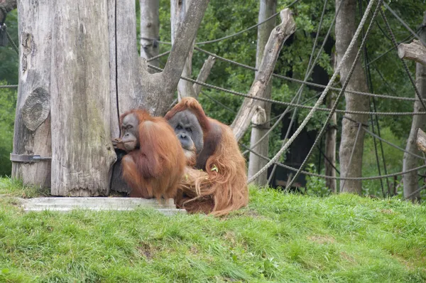 Orangutanger — Stockfoto