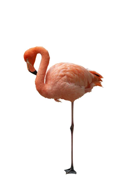 Isolerad amerikansk flamingo Stockbild
