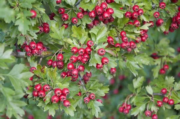 Bacche di biancospino in Germania — Foto Stock