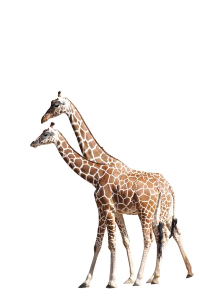 Girafes isolées sur blanc — Photo