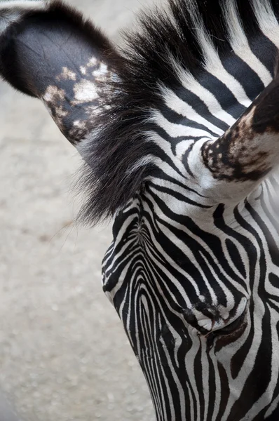 Zebra — Stockfoto