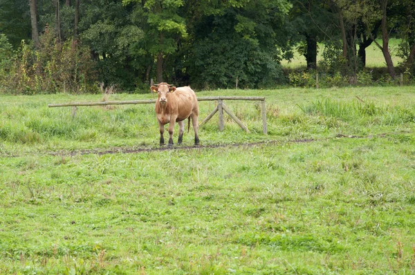 Uma vaca na Alemanha — Fotografia de Stock