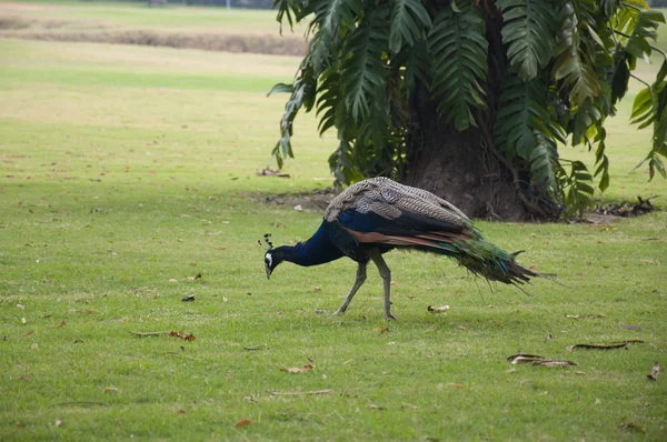 Pfau — Stockfoto