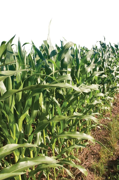 Kukuřičné pole, samostatný — Stock fotografie