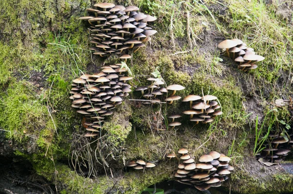 Vilde svampe - Stock-foto