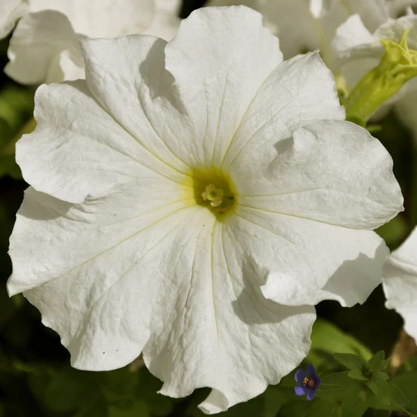 Petunia blanca — Foto de Stock