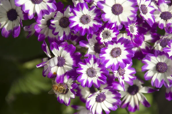 Mor cineraria — Stok fotoğraf