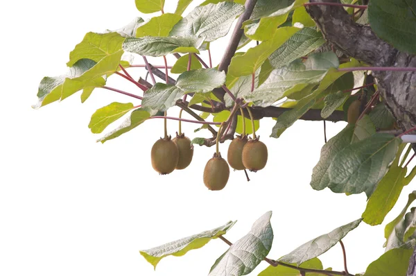A bunch of kiwis ripening, isolated on white — Stock Photo, Image