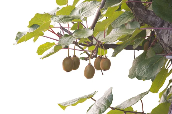 Un montón de kiwis madurando, aislados en blanco — Foto de Stock