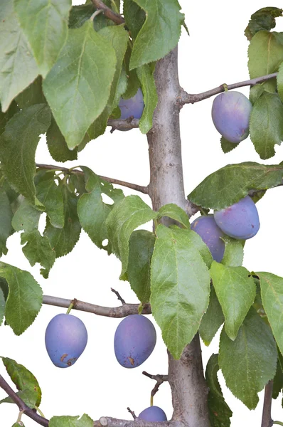 Ciruelas pasas aisladas —  Fotos de Stock