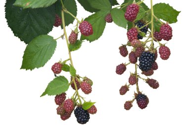 izole, olgunlaşma, olgun ve olgunlaşmamış böğürtlen