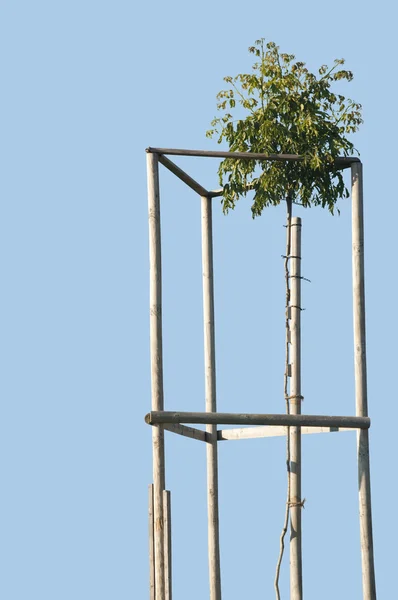 Изолированное ореховое дерево — стоковое фото