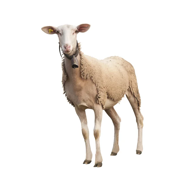 Isolated Sheep with Ear Chip — Stock Photo, Image