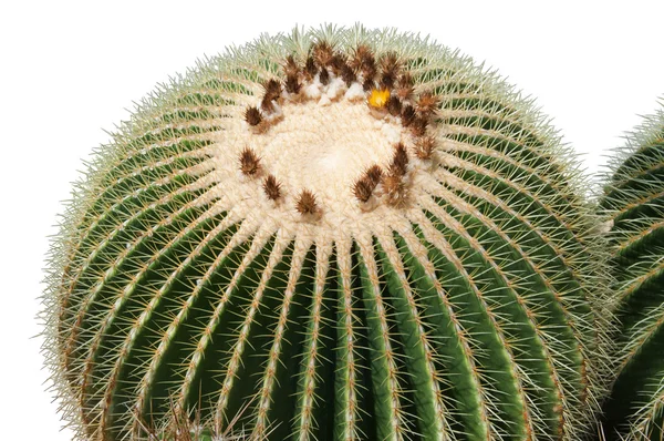 Cactus aislado — Foto de Stock