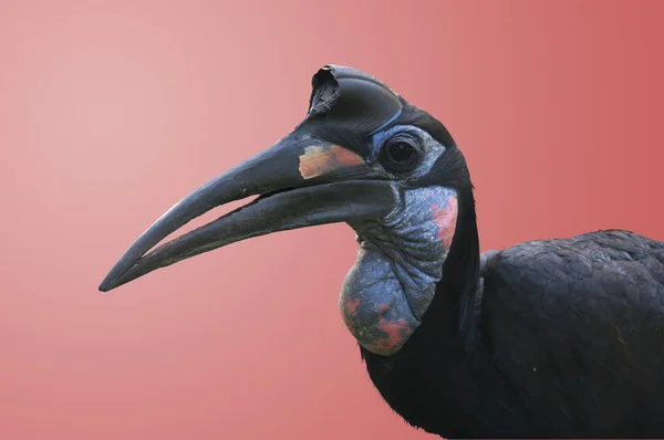 Vereinzelter abyssinischer Erdhornvogel — Stockfoto