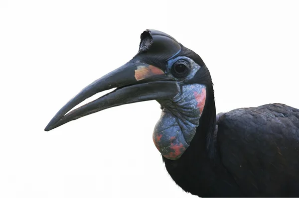 Hornbill de tierra abisinio aislado — Foto de Stock