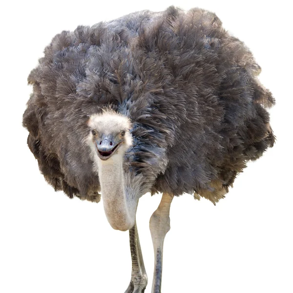 Geïsoleerde struisvogel — Stockfoto